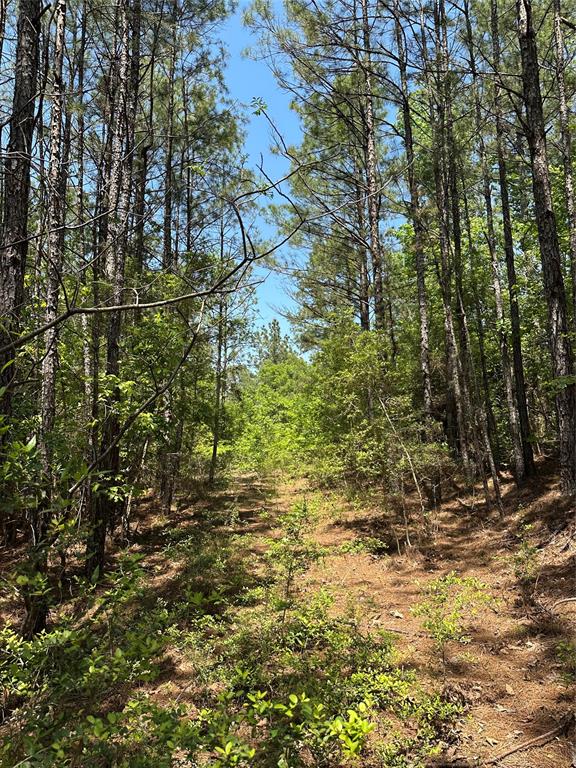 TBD Pr 7261, Colmesneil, Texas image 22