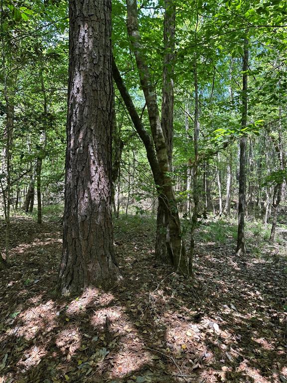 TBD Pr 7261, Colmesneil, Texas image 15