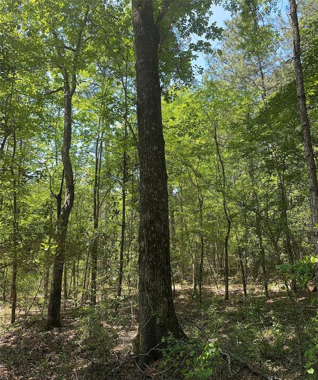 TBD Pr 7261, Colmesneil, Texas image 29