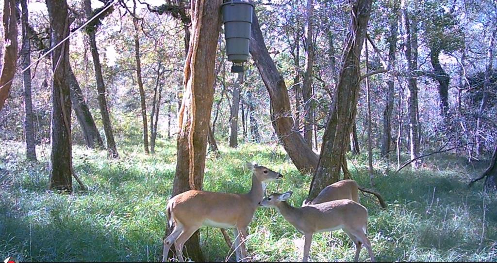 Squirrel Hollow Road, Damon, Texas image 9