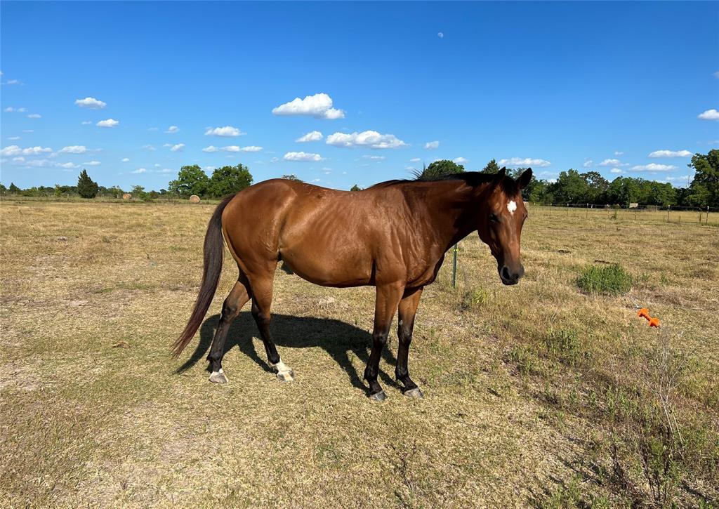 00 Bartlett Road Lot 7, Sealy, Texas image 1