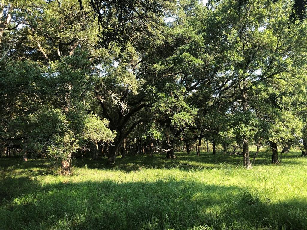 Rustling Wind, Trinity, Texas image 5