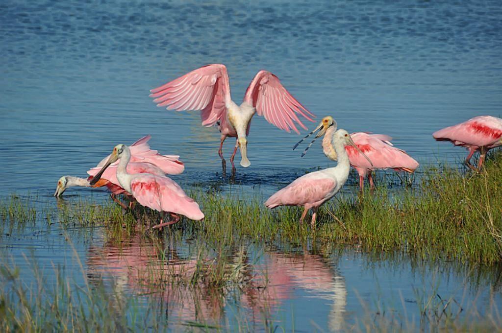 45 Shell Key, Hitchcock, Texas image 34