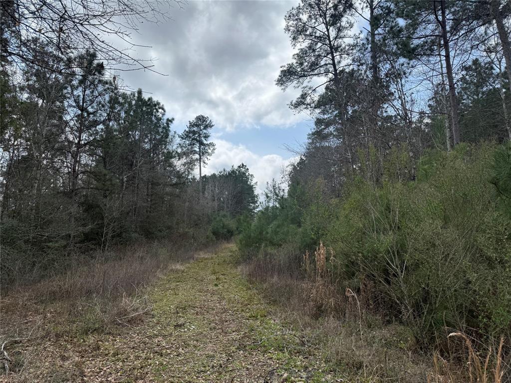 178 Stagecoach Circle, Huntsville, Texas image 5
