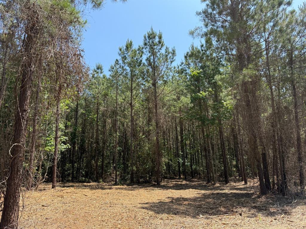 5 Camp Ruby Road, Livingston, Texas image 4