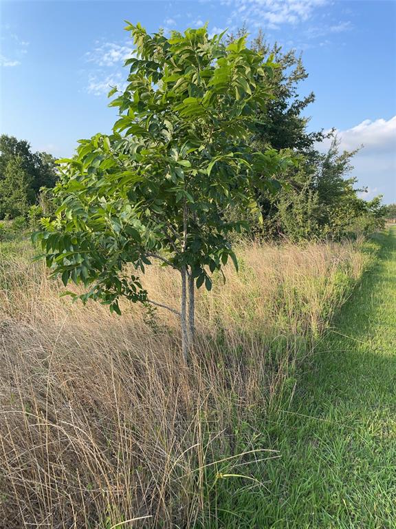 00 Tierra Grande Drive, Needville, Texas image 10