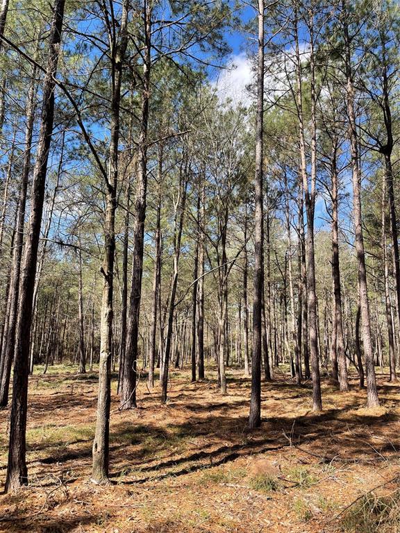 TBD Dedication Trail, Huntsville, Texas image 7