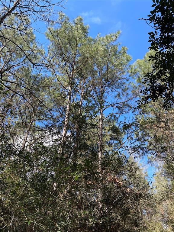 TBD Dedication Trail, Huntsville, Texas image 11