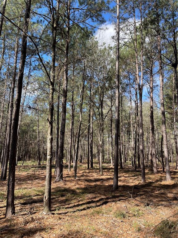 TBD Dedication Trail, Huntsville, Texas image 5