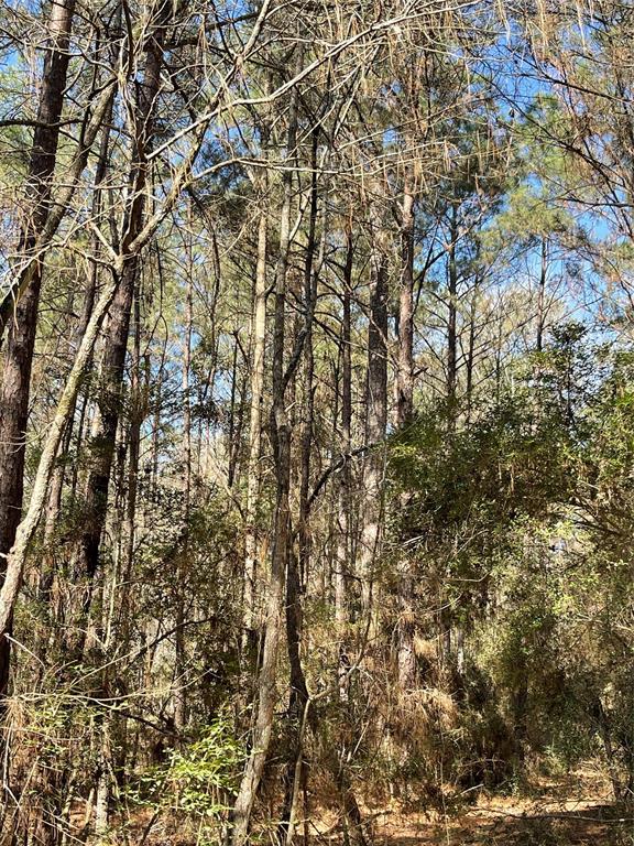 TBD Dedication Trail, Huntsville, Texas image 9