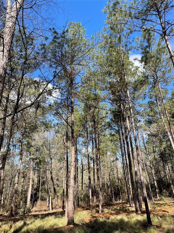 TBD Dedication Trail, Huntsville, Texas image 6