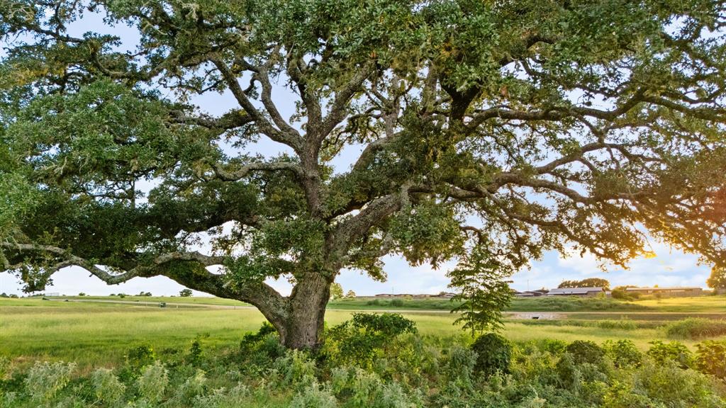 232 Winn Haven Lot 8, Round Top, Texas image 12