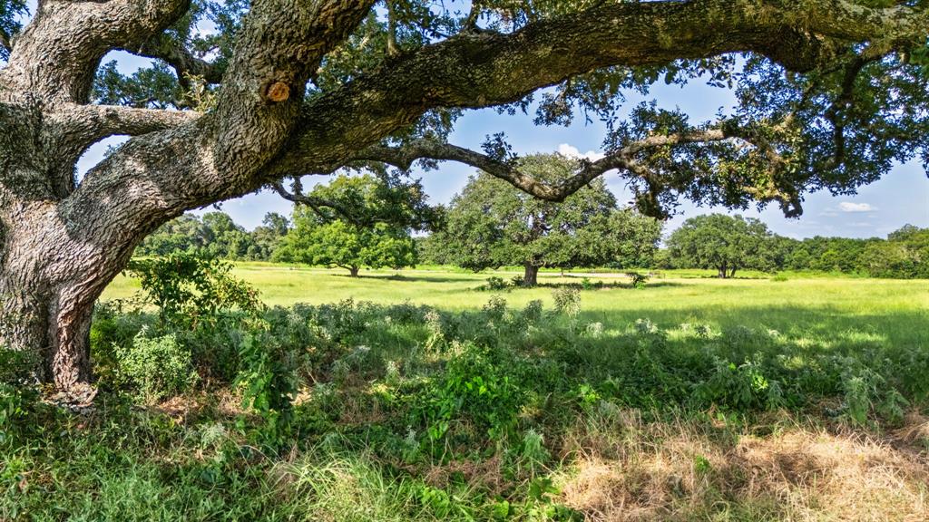 232 Winn Haven Lot 8, Round Top, Texas image 9