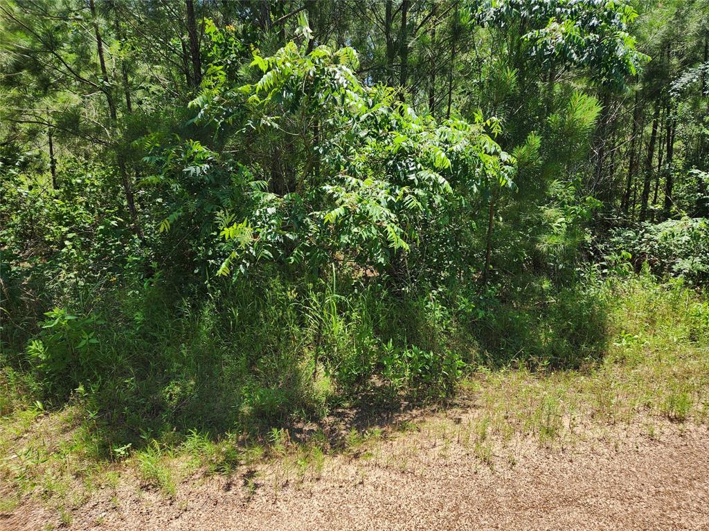 Lot 11 Cherry Tree Lane, Plantersville, Texas image 10