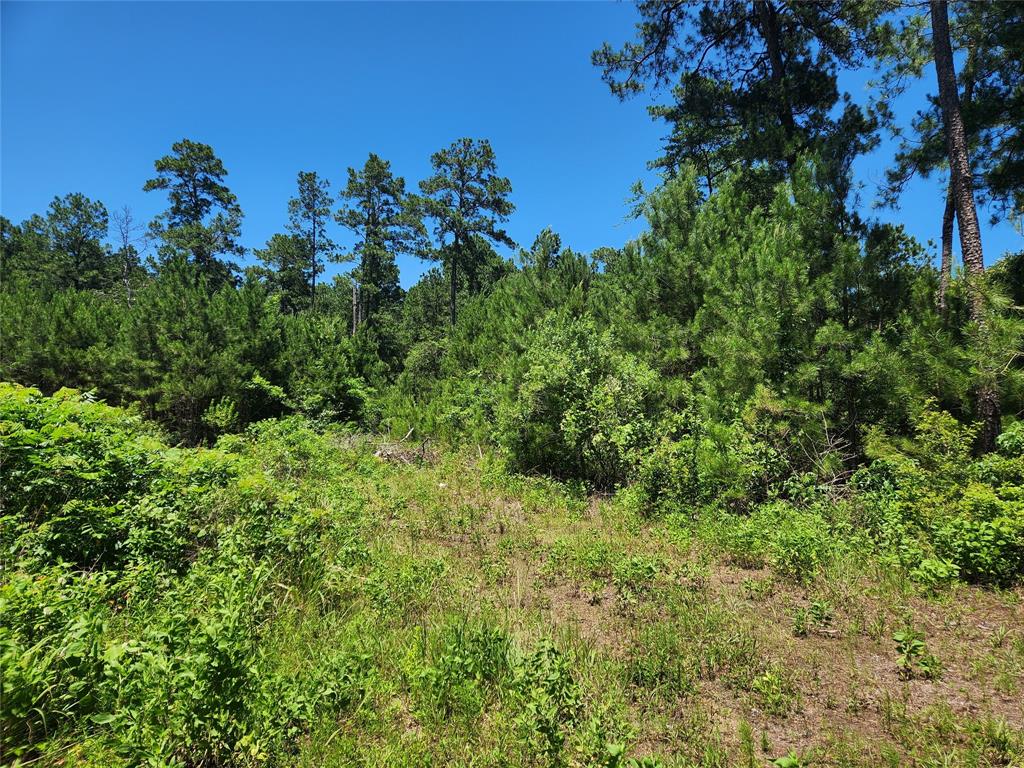 Lot 11 Cherry Tree Lane, Plantersville, Texas image 17