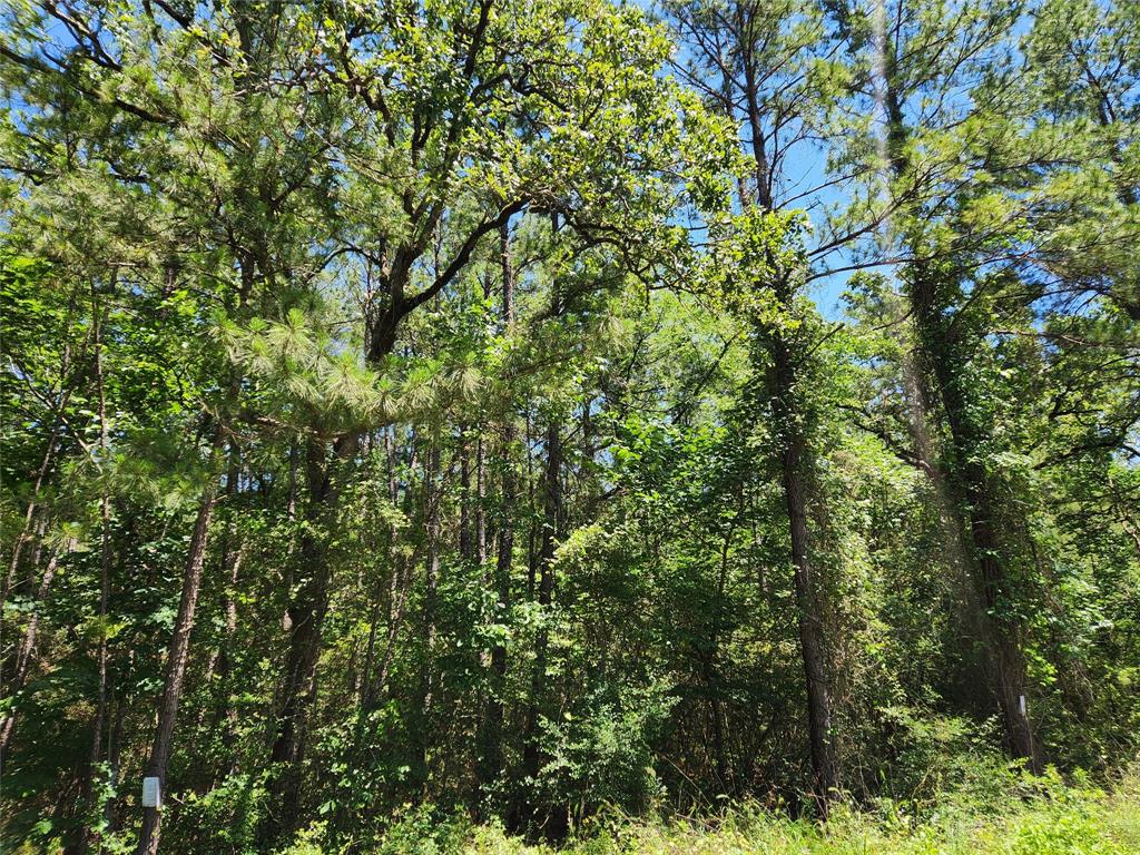 Lot 11 Cherry Tree Lane, Plantersville, Texas image 26