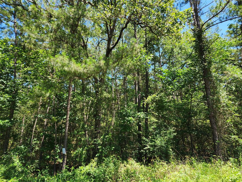 Lot 11 Cherry Tree Lane, Plantersville, Texas image 27