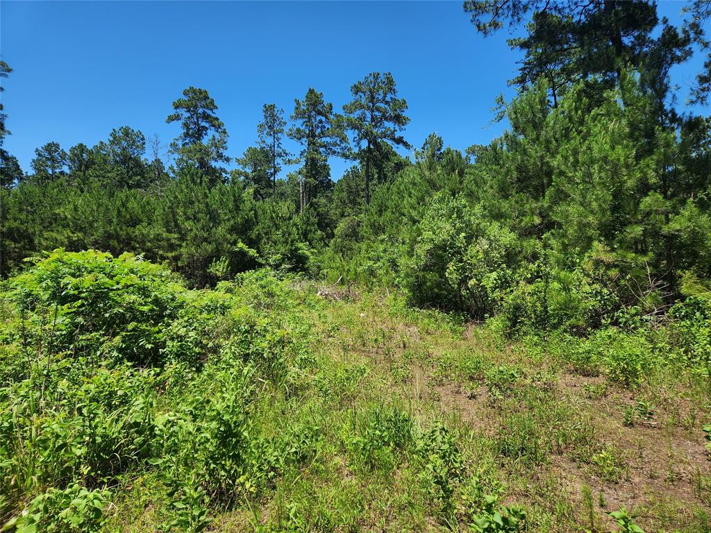 Lot 11 Cherry Tree Lane, Plantersville, Texas image 16