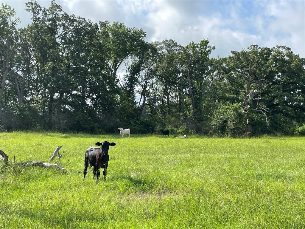 TBD County Road 114