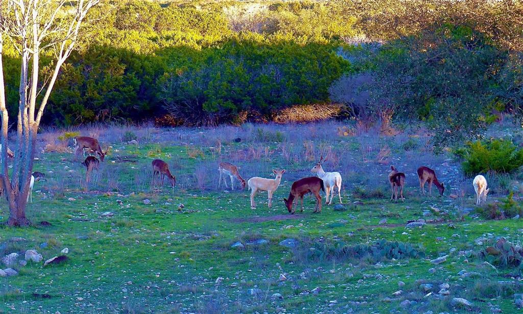 220 Rattlesnake Road, Junction, Texas image 4