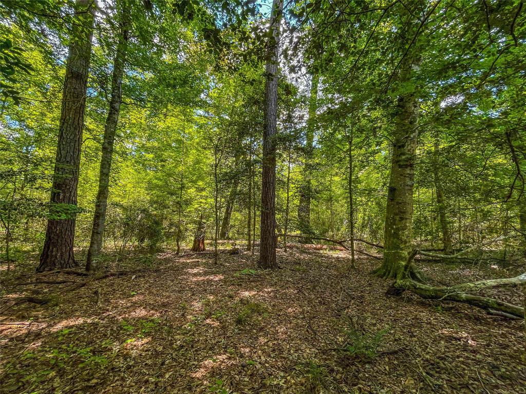 TBD Cr 2777, Woodville, Texas image 12