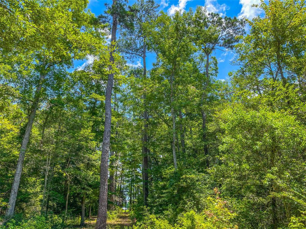 TBD Cr 2777, Woodville, Texas image 19