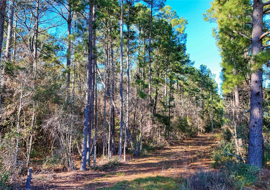 TBD Cr 2777, Woodville, Texas image 44