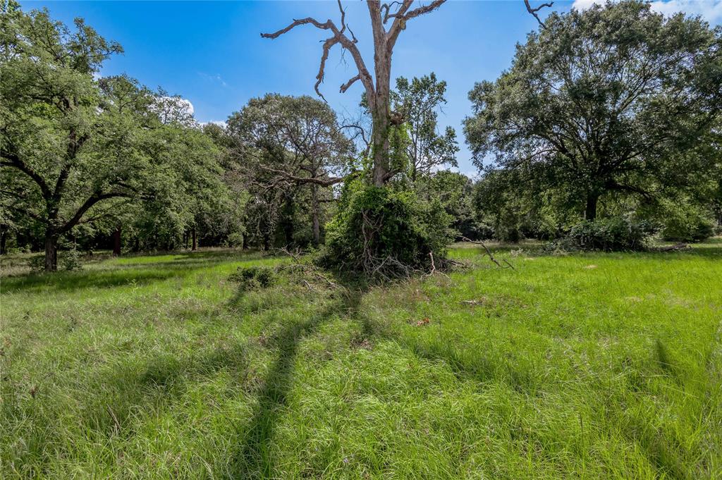 Lot 3 Tara Drive, Trinity, Texas image 9