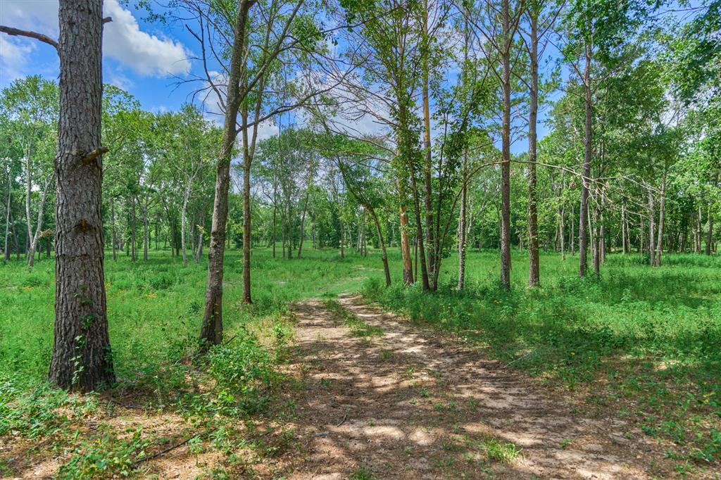 Tract A Bailey Grove Road, Montgomery, Texas image 3