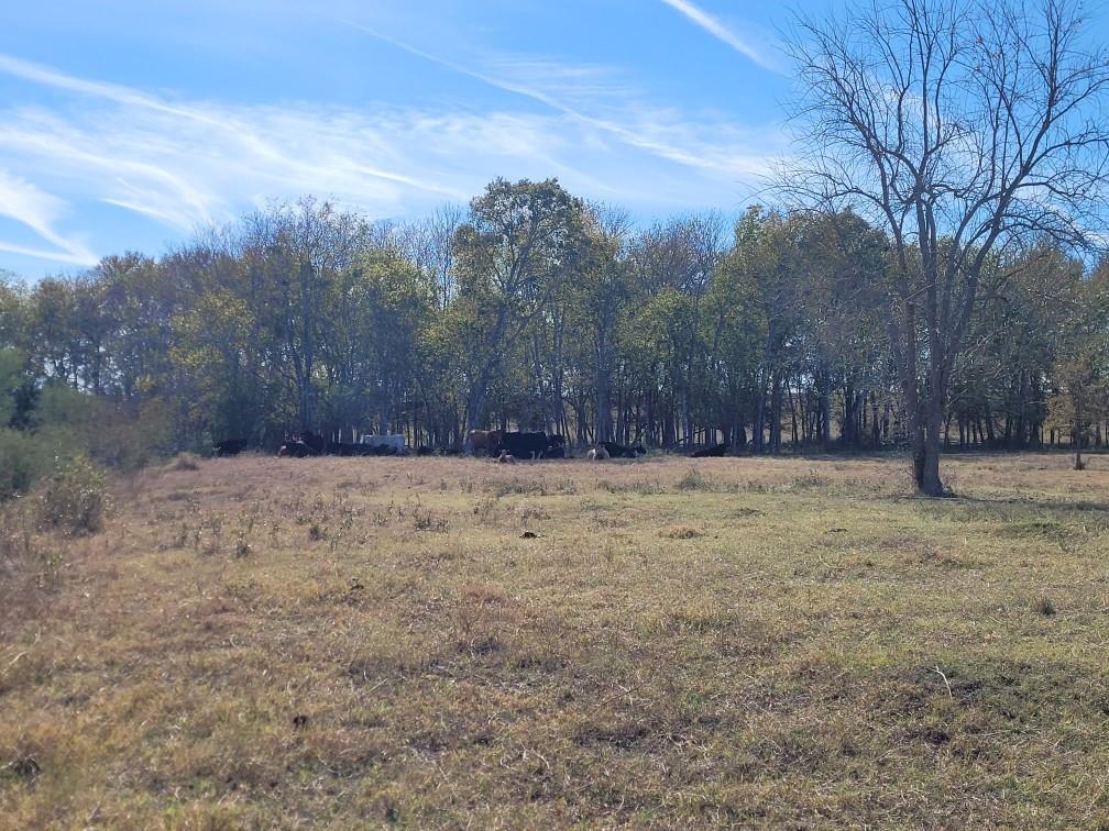 TBD 1 Caney Creek Road, Chappell Hill, Texas image 3