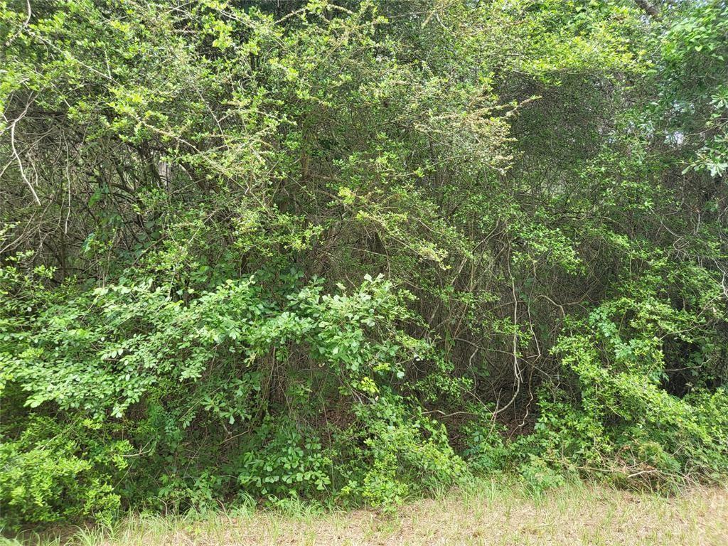 7436 Magnolia Lane, New Ulm, Texas image 4