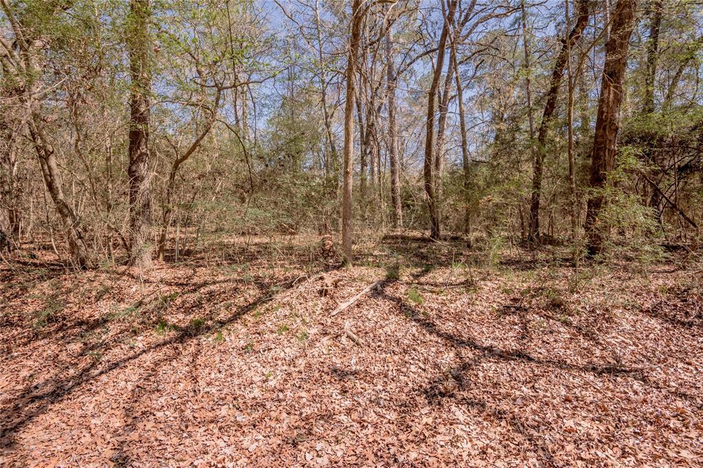 Lot 5 Spreading Oak, Trinity, Texas image 9