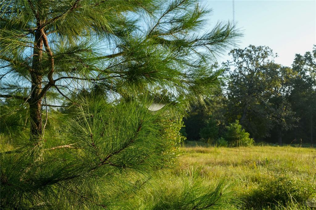 1012 Carter Road, Zavalla, Texas image 30