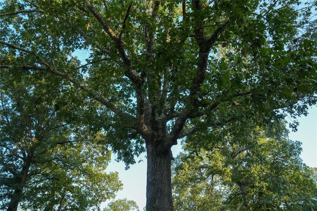 1012 Carter Road, Zavalla, Texas image 31