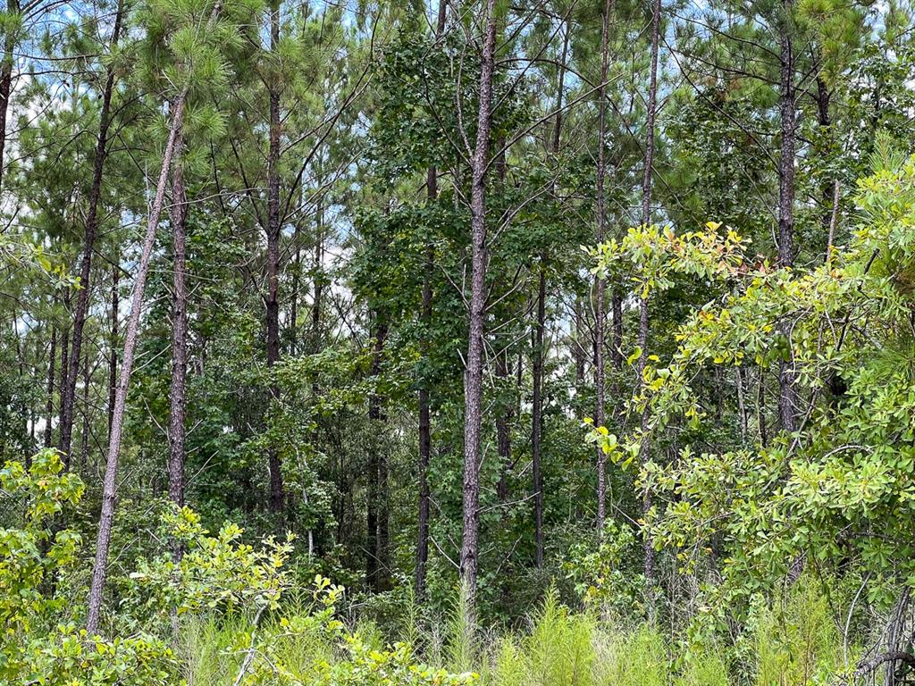 County Road 1420, Warren, Texas image 10