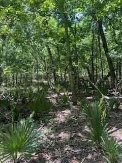 16227 County Road 489, Brazoria, Texas image 37
