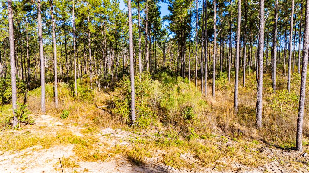 001 Big Buck Drive, Moscow, Texas image 7