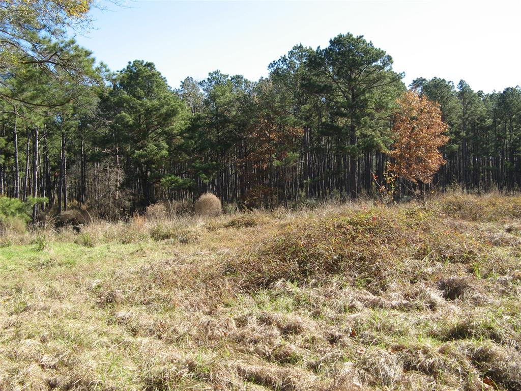 0 TBD Beef Road, Groveton, Texas image 6