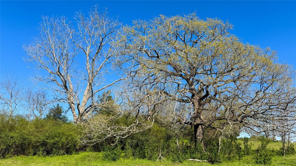 TBD County Road 2780, Woodville, Texas image 43