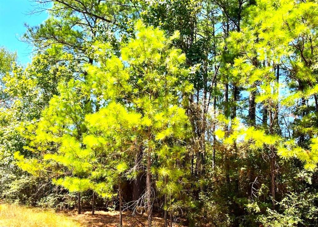 5 Lots Hickory Ridge Drive, Trinity, Texas image 6
