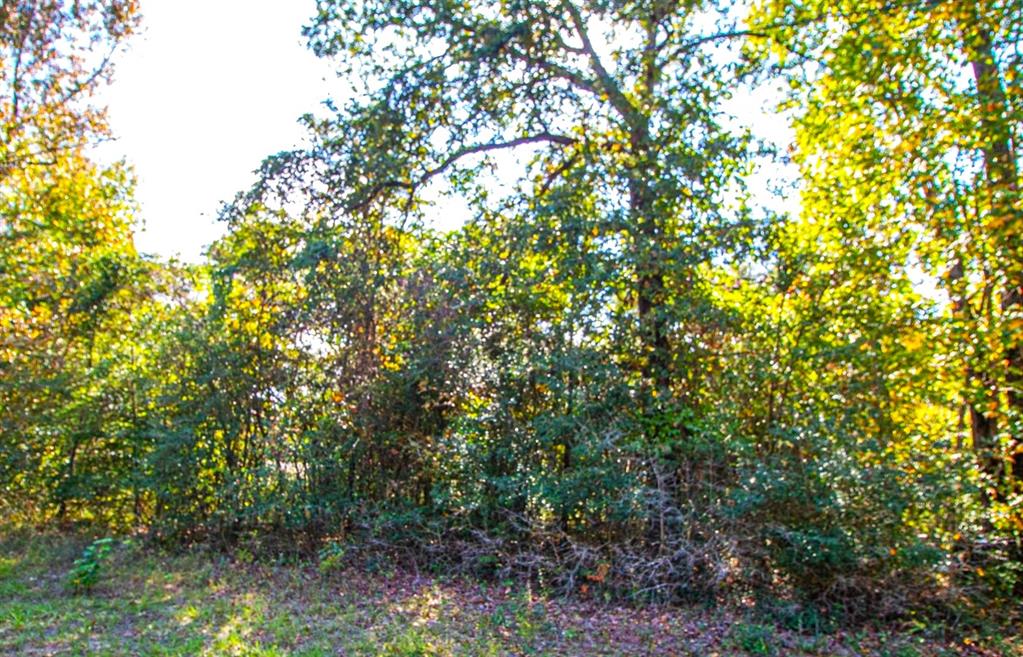 5 Lots Hickory Ridge Drive, Trinity, Texas image 7