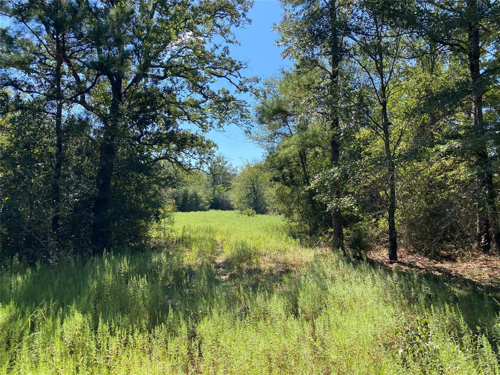 170 ACRES County Road 146, Bedias, Texas image 31