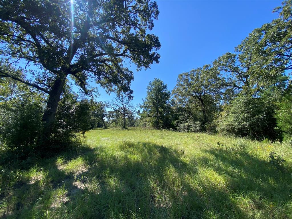 170 ACRES County Road 146, Bedias, Texas image 9