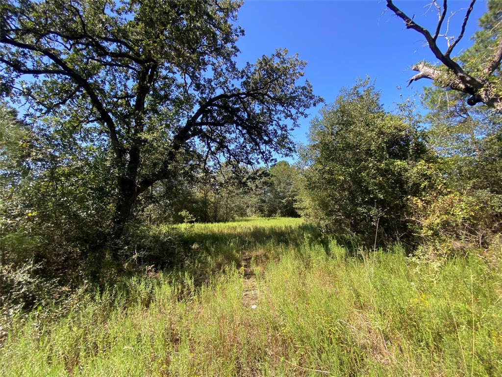 170 ACRES County Road 146, Bedias, Texas image 44