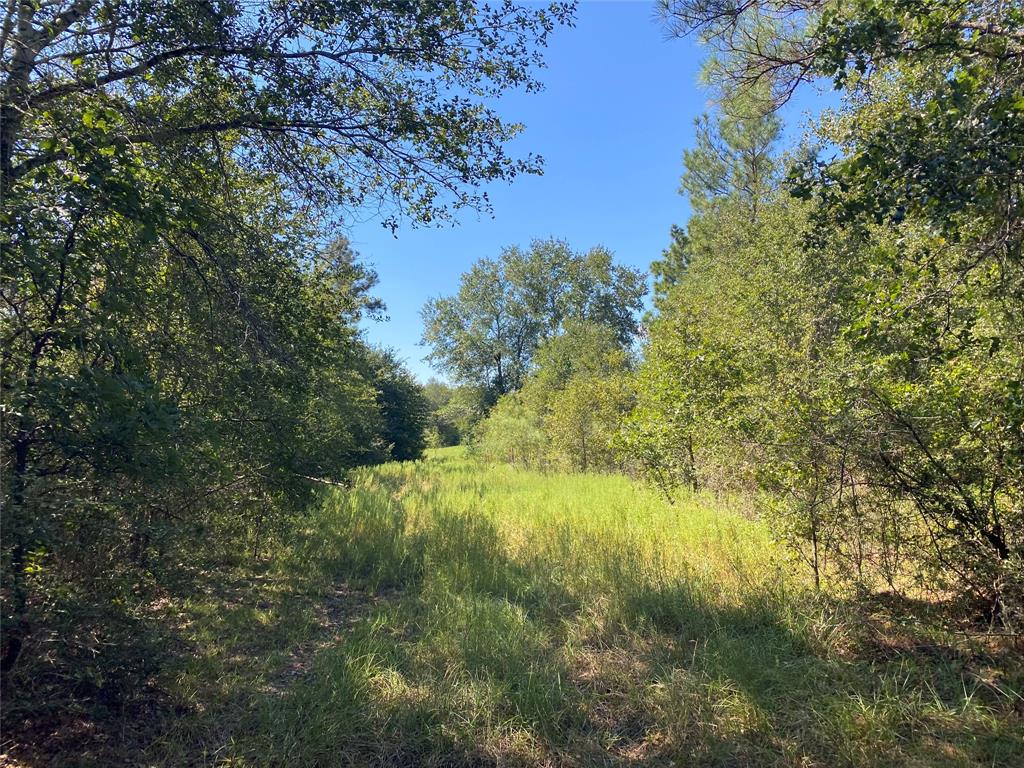 170 ACRES County Road 146, Bedias, Texas image 41