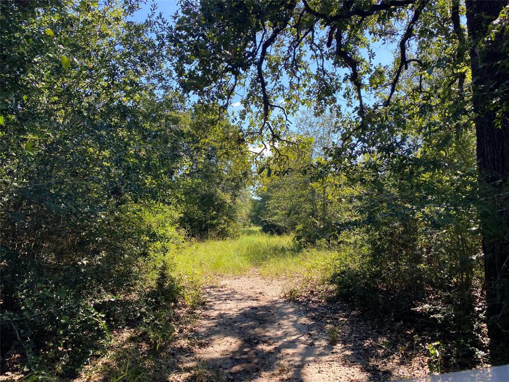 170 ACRES County Road 146, Bedias, Texas image 29