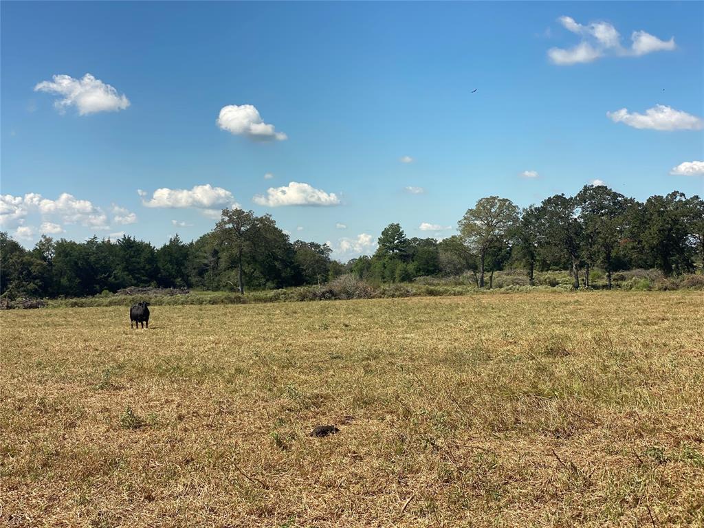 170 ACRES County Road 146, Bedias, Texas image 12