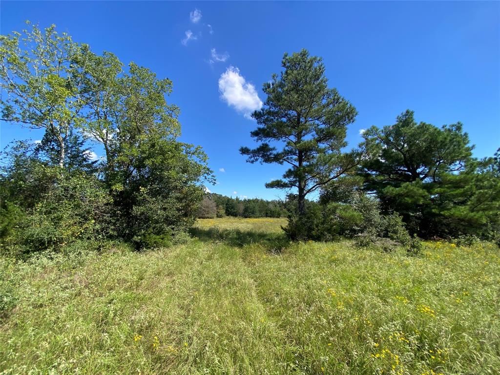 170 ACRES County Road 146, Bedias, Texas image 47