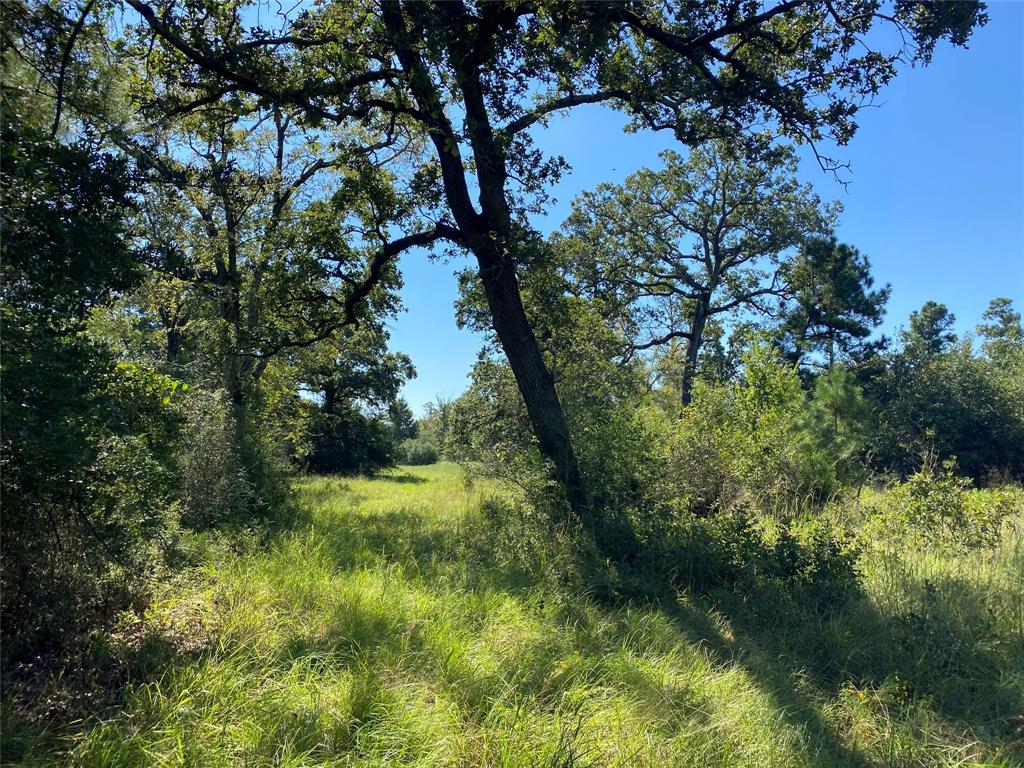 170 ACRES County Road 146, Bedias, Texas image 27