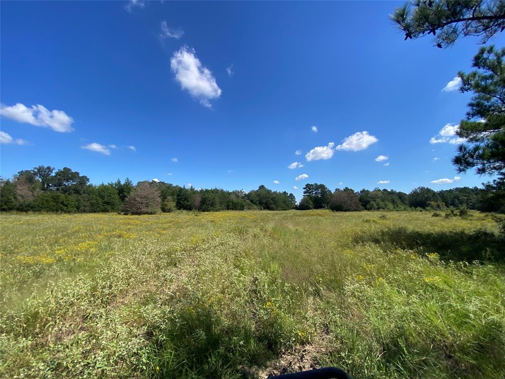 170 ACRES County Road 146, Bedias, Texas image 3